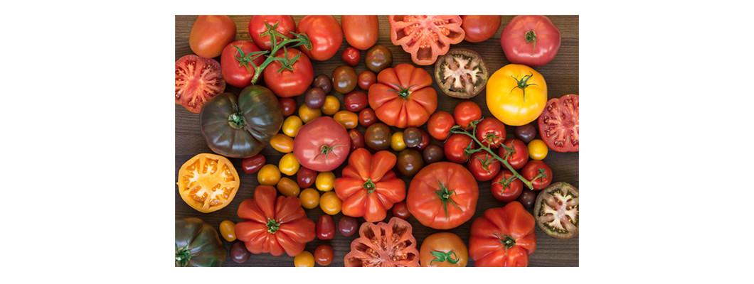 Tomate : Fruit ou Légume?