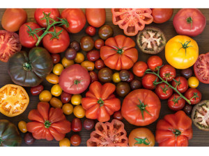 Tomate : Fruit ou Légume?