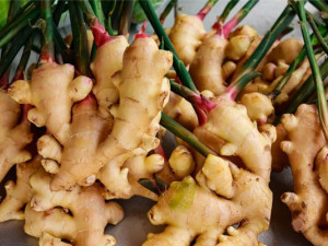 Le Gingembre: Une Plante Remarquable