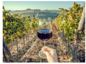 Tout Savoir sur le Vin Vegan