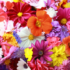 Fleurs